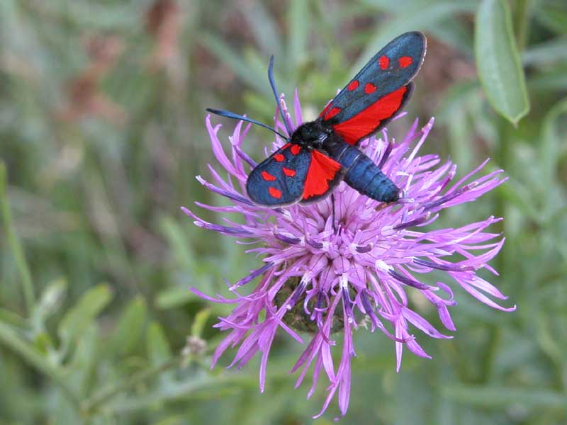 Zygaena viciae o lonicerae, questo  il dilemma